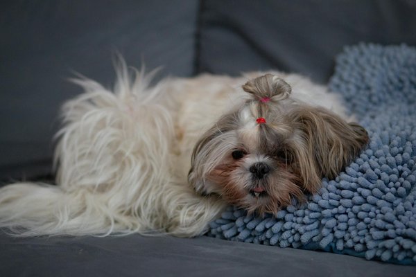 L'importance de l'environnement dans le dressage du chat