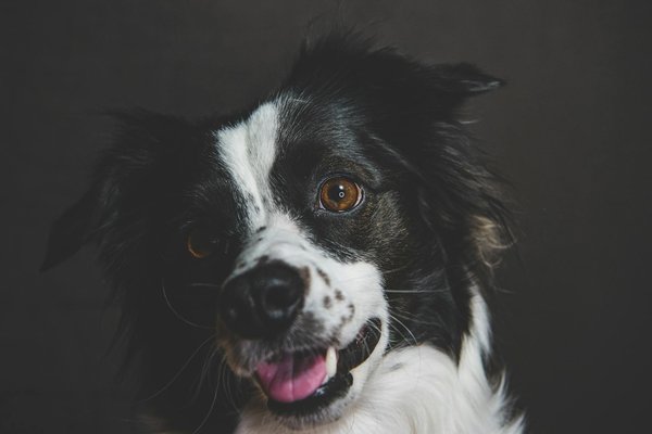 5 raisons d'adopter un maine coon, le chat idéal et sociable