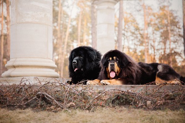 Les races de chien : caractéristiques et comportements révélés