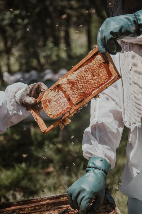 Matériel apiculture : optimisez votre récolte de miel !