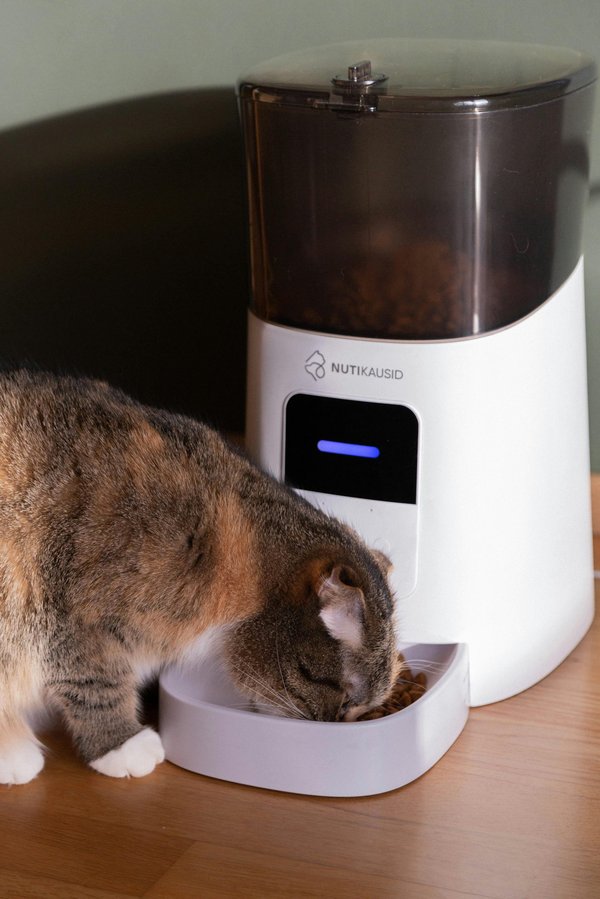 Distributeur de croquettes pour chat : allier autonomie et bien-être félin